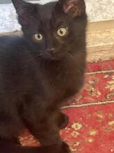 ZORRO, Katze, Kartäuser-Mix in Rumänien - Bild 6