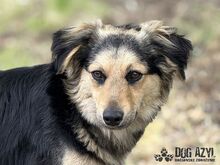 CHIPPY, Hund, Mischlingshund in Slowakische Republik - Bild 1