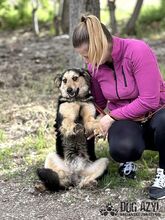 CHIPPY, Hund, Mischlingshund in Slowakische Republik - Bild 10