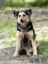 CHIPPY, Hund, Mischlingshund in Slowakische Republik - Bild 2