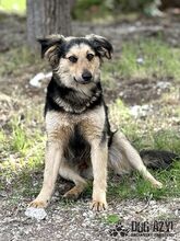 CHIPPY, Hund, Mischlingshund in Slowakische Republik - Bild 3