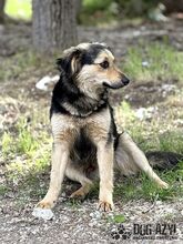 CHIPPY, Hund, Mischlingshund in Slowakische Republik - Bild 4