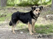 CHIPPY, Hund, Mischlingshund in Slowakische Republik - Bild 5