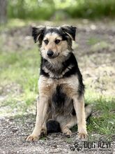 CHIPPY, Hund, Mischlingshund in Slowakische Republik - Bild 8