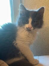 ZEUS, Katze, Kartäuser-Mix in Rumänien - Bild 1