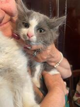 ZEUS, Katze, Kartäuser-Mix in Rumänien - Bild 2