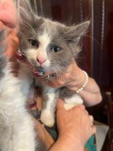ZEUS, Katze, Kartäuser-Mix in Rumänien - Bild 4