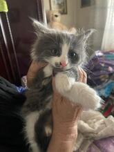 ZEUS, Katze, Kartäuser-Mix in Rumänien - Bild 5