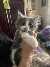 ZEUS, Katze, Kartäuser-Mix in Rumänien - Bild 6