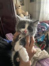 ZEUS, Katze, Kartäuser-Mix in Rumänien - Bild 7