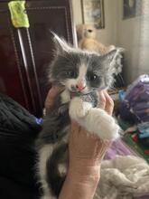 ZEUS, Katze, Kartäuser-Mix in Rumänien - Bild 8