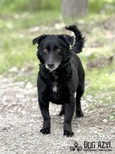 FRITZI, Hund, Mischlingshund in Slowakische Republik - Bild 1