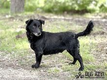 FRITZI, Hund, Mischlingshund in Slowakische Republik - Bild 2
