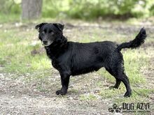FRITZI, Hund, Mischlingshund in Slowakische Republik - Bild 3