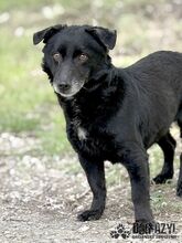 FRITZI, Hund, Mischlingshund in Slowakische Republik - Bild 4