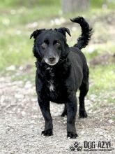 FRITZI, Hund, Mischlingshund in Slowakische Republik - Bild 5