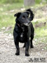 FRITZI, Hund, Mischlingshund in Slowakische Republik - Bild 6