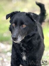 FRITZI, Hund, Mischlingshund in Slowakische Republik - Bild 8