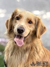 DEON, Hund, Mischlingshund in Slowakische Republik - Bild 1