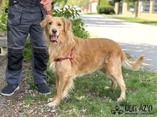 DEON, Hund, Mischlingshund in Slowakische Republik - Bild 10