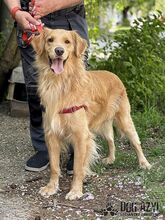 DEON, Hund, Mischlingshund in Slowakische Republik - Bild 11
