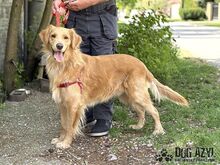 DEON, Hund, Mischlingshund in Slowakische Republik - Bild 13