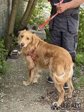 DEON, Hund, Mischlingshund in Slowakische Republik - Bild 14