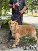 DEON, Hund, Mischlingshund in Slowakische Republik - Bild 15