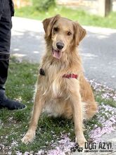 DEON, Hund, Mischlingshund in Slowakische Republik - Bild 2