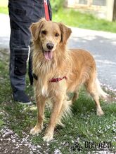 DEON, Hund, Mischlingshund in Slowakische Republik - Bild 3