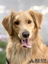 DEON, Hund, Mischlingshund in Slowakische Republik - Bild 5