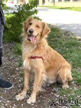 DEON, Hund, Mischlingshund in Slowakische Republik - Bild 6