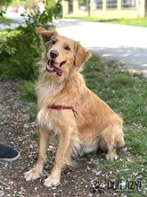 DEON, Hund, Mischlingshund in Slowakische Republik - Bild 7
