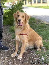 DEON, Hund, Mischlingshund in Slowakische Republik - Bild 8