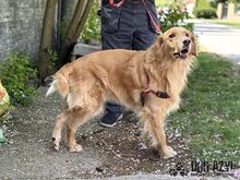 DEON, Hund, Mischlingshund in Slowakische Republik - Bild 9