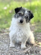 SONY, Hund, Mischlingshund in Slowakische Republik - Bild 1