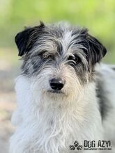 SONY, Hund, Mischlingshund in Slowakische Republik - Bild 10