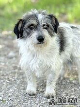 SONY, Hund, Mischlingshund in Slowakische Republik - Bild 11