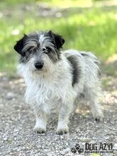 SONY, Hund, Mischlingshund in Slowakische Republik - Bild 2