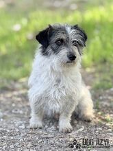 SONY, Hund, Mischlingshund in Slowakische Republik - Bild 3