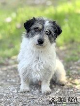 SONY, Hund, Mischlingshund in Slowakische Republik - Bild 5