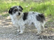 SONY, Hund, Mischlingshund in Slowakische Republik - Bild 6