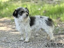 SONY, Hund, Mischlingshund in Slowakische Republik - Bild 7