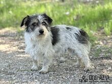 SONY, Hund, Mischlingshund in Slowakische Republik - Bild 8