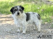 SONY, Hund, Mischlingshund in Slowakische Republik - Bild 9