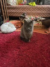 ZUMBA, Katze, Kartäuser in Rumänien - Bild 1