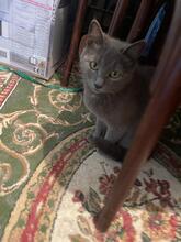 ZUMBA, Katze, Kartäuser in Rumänien - Bild 2
