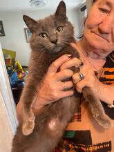 ZUMBA, Katze, Kartäuser in Rumänien - Bild 3