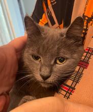 ZUMBA, Katze, Kartäuser in Rumänien - Bild 4