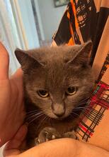 ZUMBA, Katze, Kartäuser in Rumänien - Bild 5